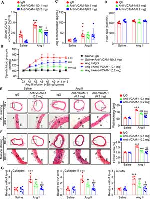 Blocking VCAM-1 Prevents Angiotensin II-Induced Hypertension and Vascular Remodeling in Mice